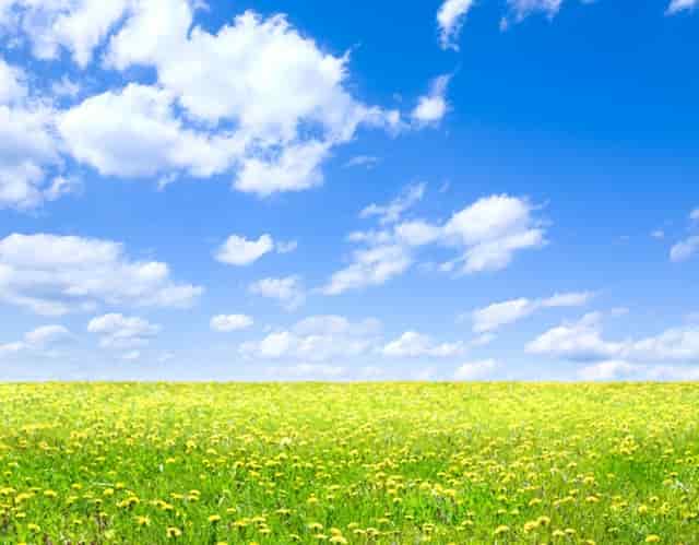 袖虎病狗攻略：狗狗掉毛多是有病的表现吗？