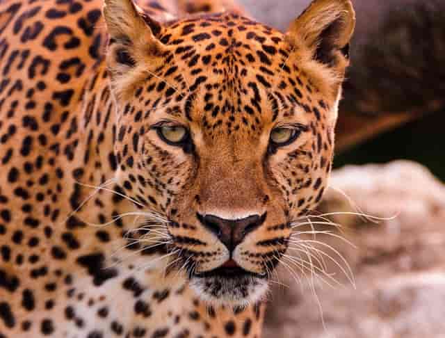 十二星座保护哪个星座男