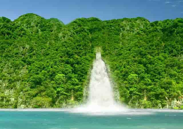 袖虎病猫攻略：猫咪体内寄生虫，养猫的你必须认得