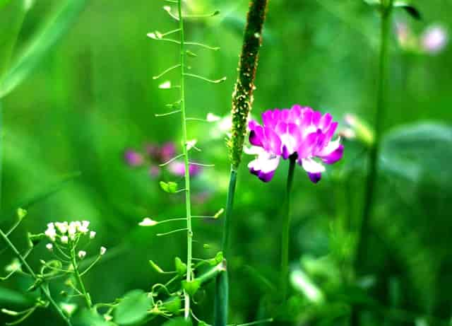 2025ASH强生公布最新CD19/CD20 双靶点CAR-T临床研究结果