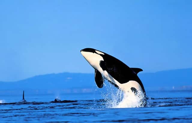 一般股东股份分配