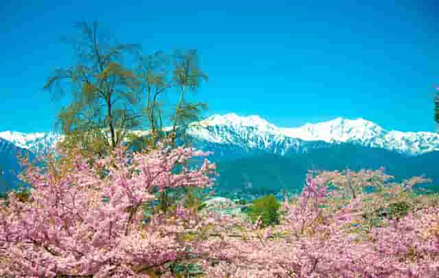 王子文与鲜肉男友出门逛街，虽然穿的有点老气，但俩人挺幸福的