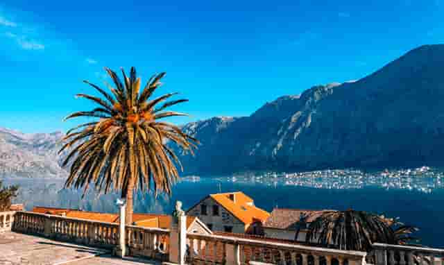 袖虎教你避雷：猫咪的虚假求救信号和真实求救信号