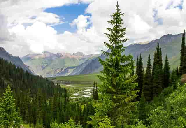 “鄂尔多斯红葱”正逐步走向产业化