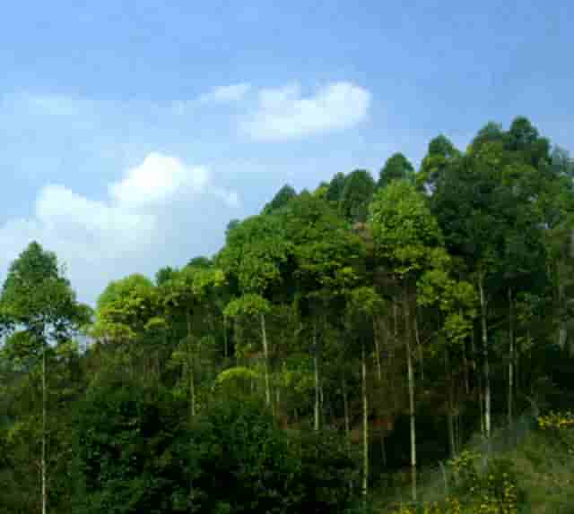 火锅鱼的吃法这样吃更好吃！胡海泉灥喜锅企业教给你