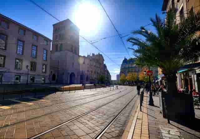 袖虎病猫攻略：捡到幼猫怎么养